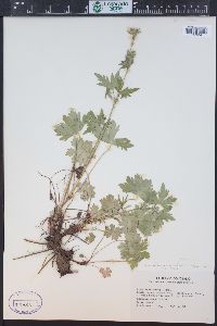 Geranium richardsonii image