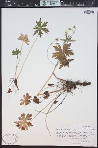 Geranium richardsonii image