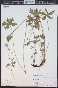 Geranium richardsonii image