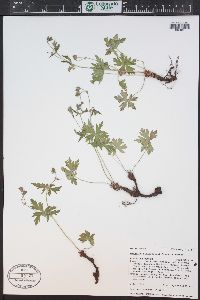 Geranium richardsonii image