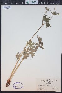 Geranium richardsonii image