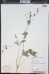 Geranium richardsonii image