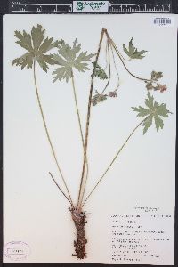 Geranium viscosissimum image