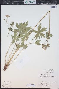 Geranium viscosissimum image