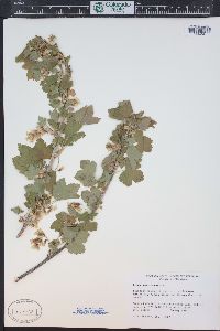 Ribes americanum image