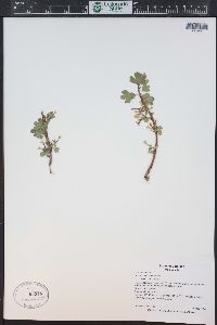 Ribes aureum var. villosum image