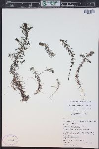 Myriophyllum sibiricum image