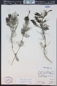 Myriophyllum sibiricum image