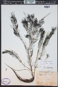 Myriophyllum sibiricum image