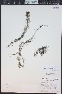 Myriophyllum sibiricum image