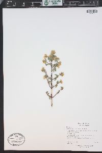 Philadelphus microphyllus image