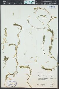 Elodea bifoliata image