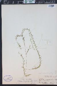 Elodea bifoliata image