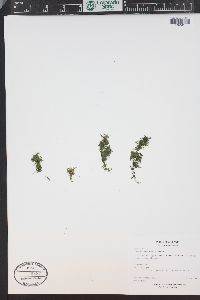 Elodea canadensis image