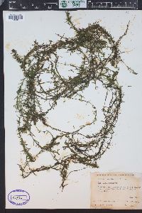 Elodea canadensis image