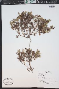 Ellisia nyctelea image