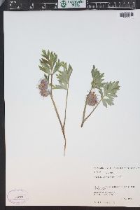 Hydrophyllum capitatum image