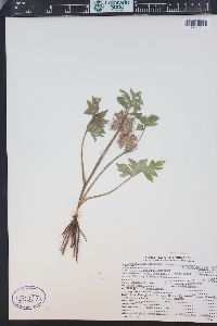 Hydrophyllum capitatum image