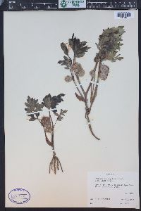 Hydrophyllum capitatum image