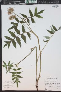 Hydrophyllum fendleri image