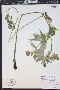 Hydrophyllum fendleri image