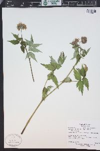 Hydrophyllum fendleri image