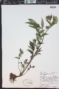 Hydrophyllum fendleri image