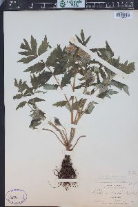 Hydrophyllum fendleri image
