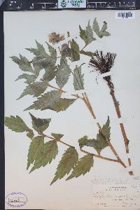 Hydrophyllum fendleri image