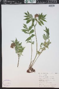 Hydrophyllum fendleri image