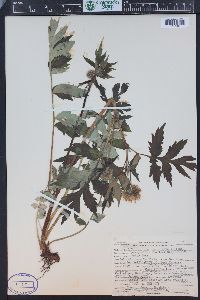 Hydrophyllum fendleri image