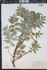 Hydrophyllum fendleri image