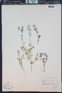 Nemophila breviflora image