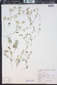 Nemophila breviflora image