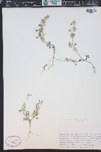 Nemophila breviflora image