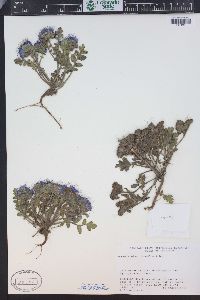 Phacelia bakeri image