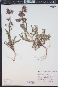 Phacelia crenulata var. corrugata image