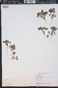 Phacelia demissa image