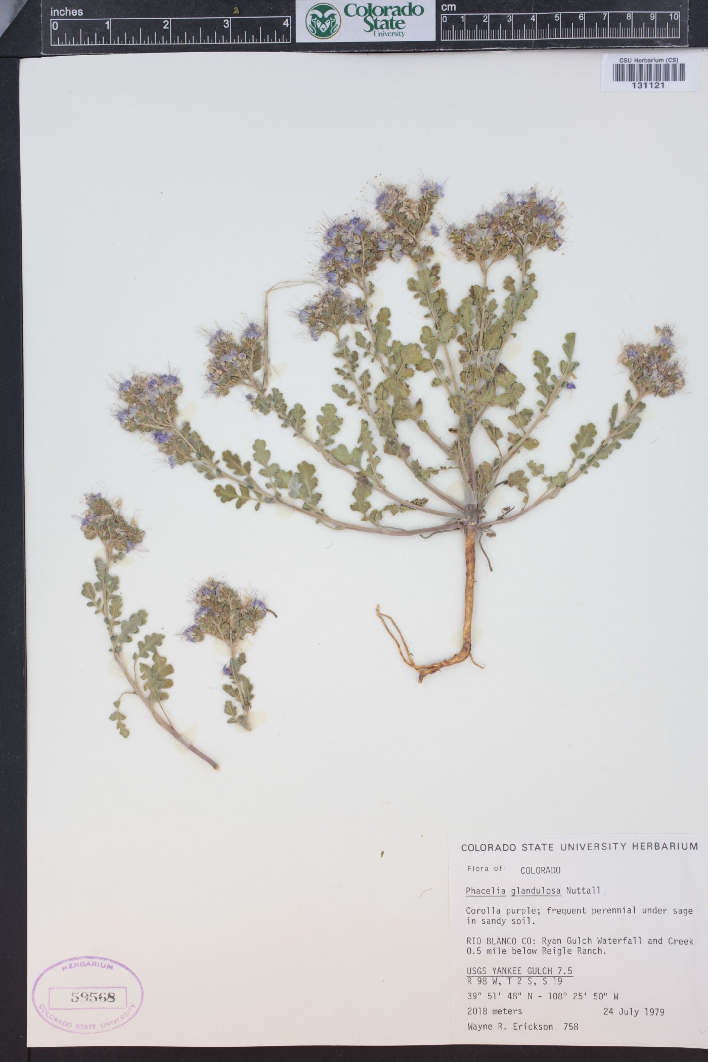 Phacelia glandulosa var. deserta image