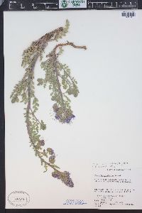 Phacelia glandulosa var. deserta image