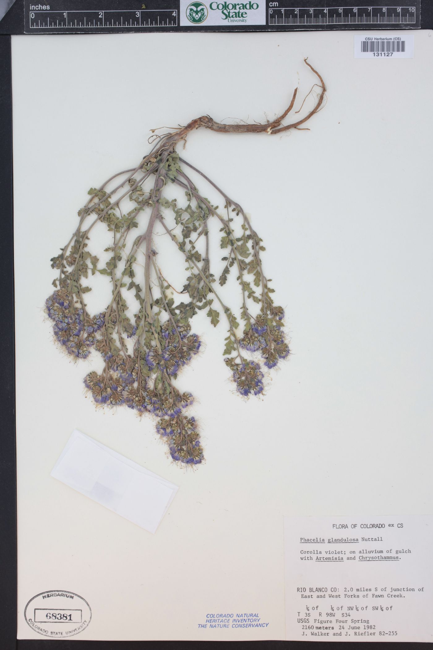 Phacelia glandulosa image