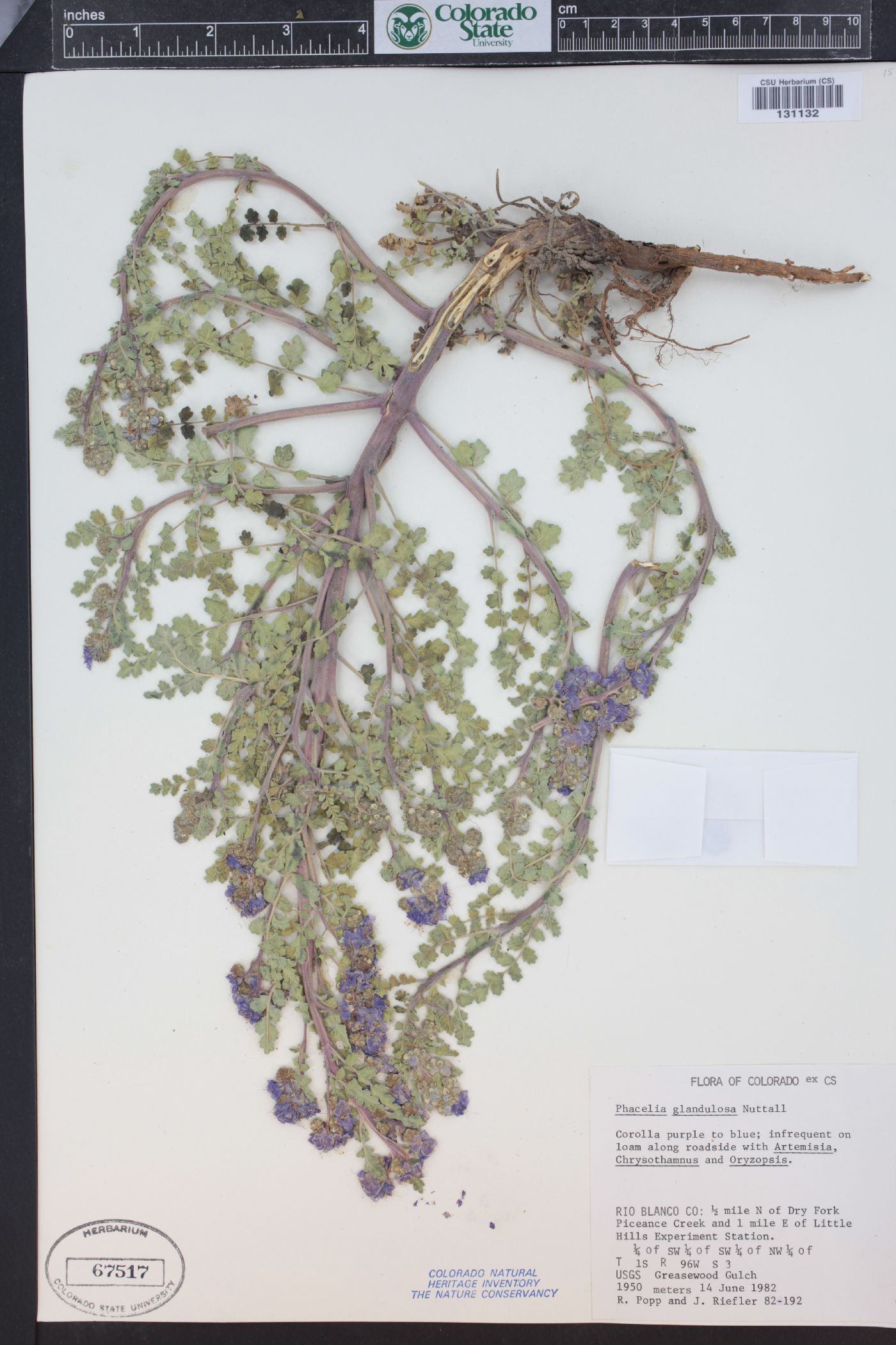 Phacelia glandulosa var. deserta image