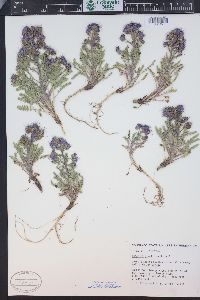 Phacelia glandulosa image