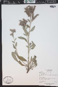 Phacelia hastata image