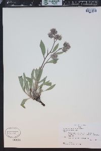 Phacelia hastata image