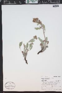 Phacelia heterophylla image