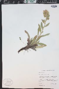 Phacelia heterophylla image