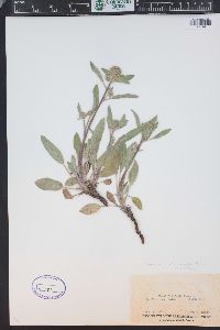 Phacelia heterophylla image