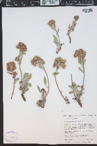 Phacelia heterophylla image