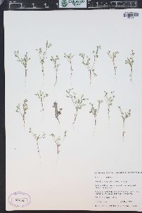 Phacelia ivesiana image